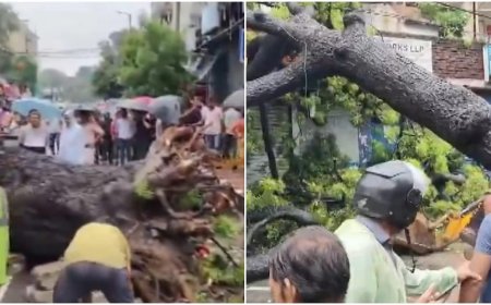 दिल्ली-एनसीआर में मूसलाधार बारिश से हाहाकार, कालकाजी में पेड़ गिरने से बाइक सवार की मौत