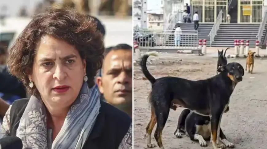 सुप्रीम कोर्ट के आवारा कुत्ते हटाने के आदेश पर प्रियंका गांधी और राहुल गांधी की कड़ी आपत्ति