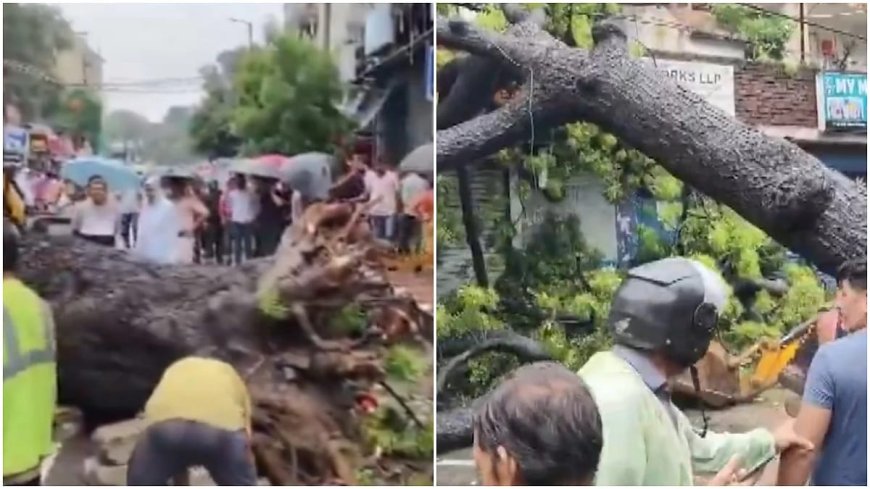 दिल्ली-एनसीआर में मूसलाधार बारिश से हाहाकार, कालकाजी में पेड़ गिरने से बाइक सवार की मौत