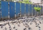 भाईंदर में कबूतरों को दाना बेचने वाले दुकानदार ने व्यक्ति पर किया चाकू से जानलेवा हमला!
