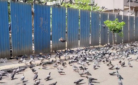 भाईंदर में कबूतरों को दाना बेचने वाले दुकानदार ने व्यक्ति पर किया चाकू से जानलेवा हमला!