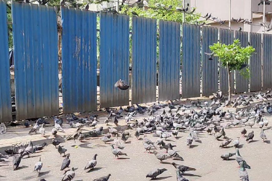 भाईंदर में कबूतरों को दाना बेचने वाले दुकानदार ने व्यक्ति पर किया चाकू से जानलेवा हमला!