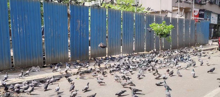 भाईंदर में कबूतरों को दाना बेचने वाले दुकानदार ने व्यक्ति पर किया चाकू से जानलेवा हमला!