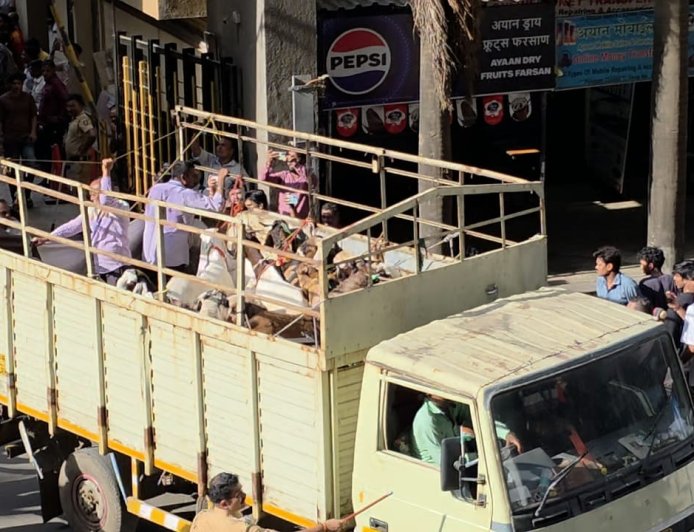 Bakra Eid Ahead: Maharashtra Govt Orders Crackdown on Illegal Cow Transportation and Slaughter