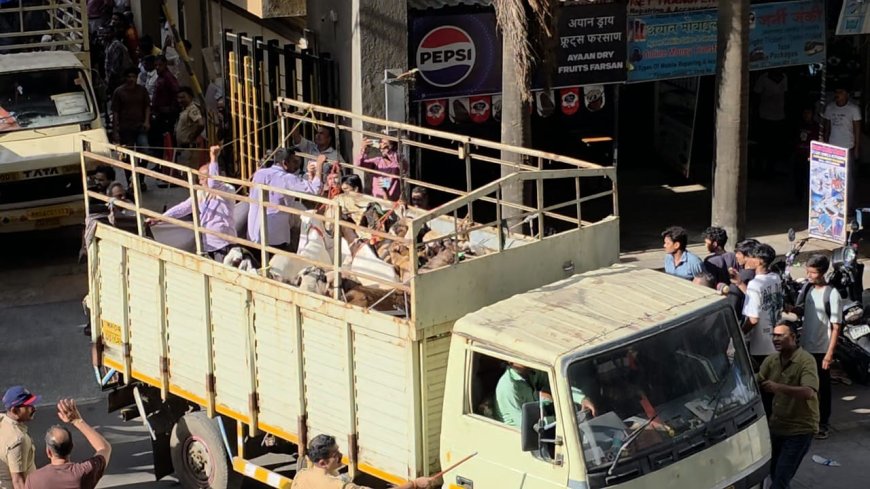 Bakra Eid Ahead: Maharashtra Govt Orders Crackdown on Illegal Cow Transportation and Slaughter