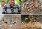 MNS Slams MBMC’s Environment Day Tree Plantation Drive, Calls It a ‘Photo Opportunity