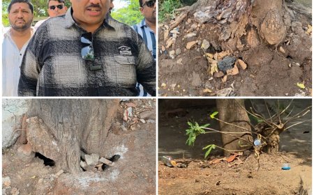 MNS Slams MBMC’s Environment Day Tree Plantation Drive, Calls It a ‘Photo Opportunity