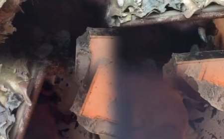 नालासोपारा में छत तोड़कर कमरे में गिरे बैल और गाय, बाल-बाल टला बड़ा हादसा